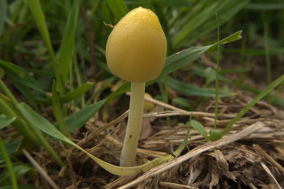 Крокус Йеллоу