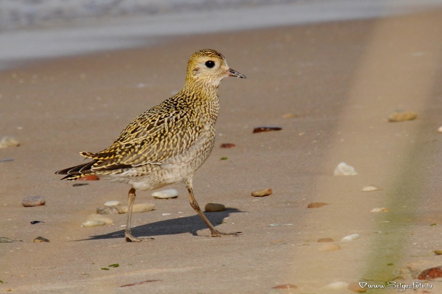 Эпимедиум Альпийский