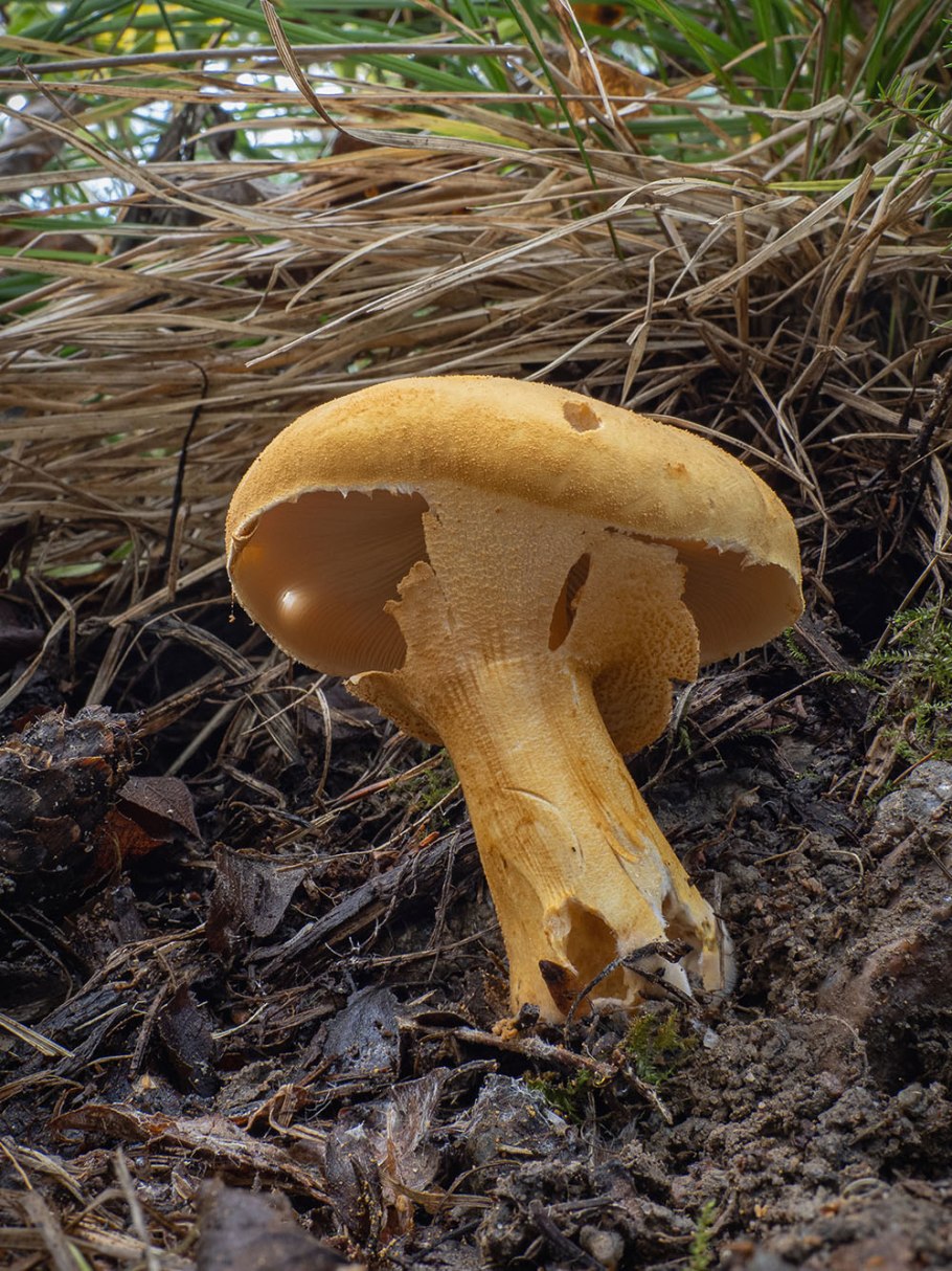 Растение Golden Currant