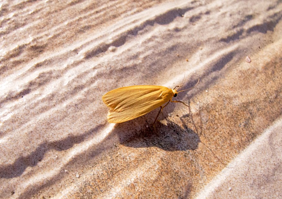 Володушка Мартьянова