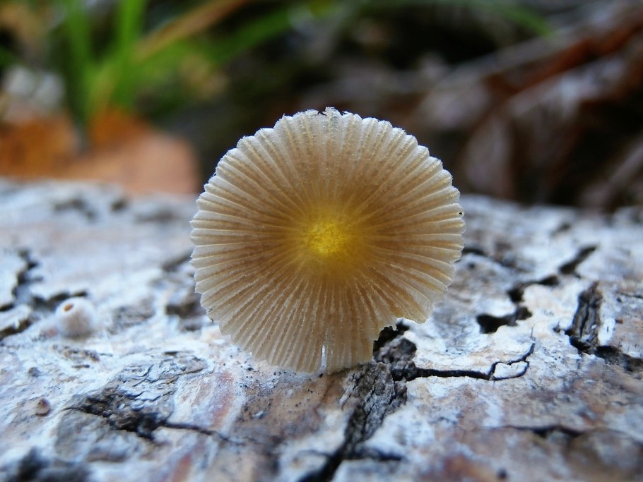 Лен желтый Компактум