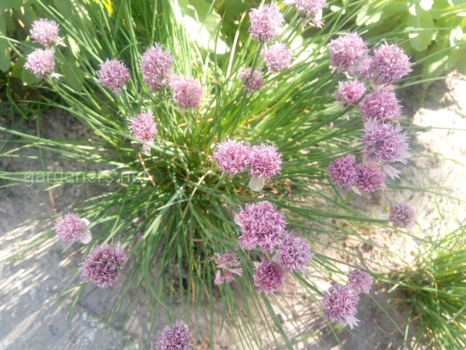 Мятлик однолетний – POA annua