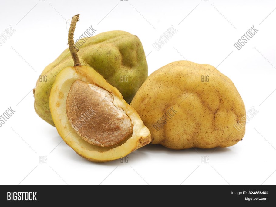 Курупита гвианская рисунок карандашом