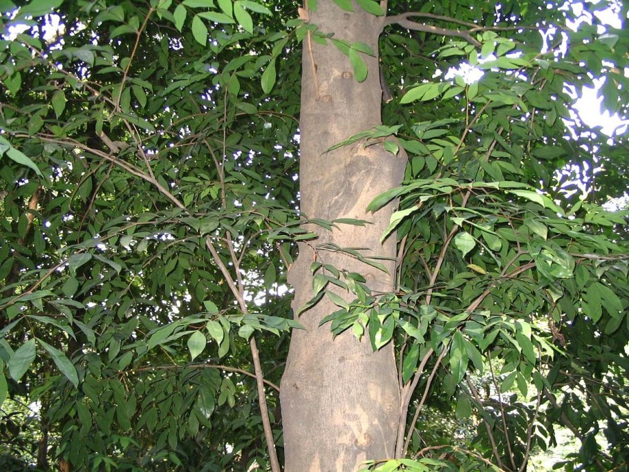 Cynometra cauliflora