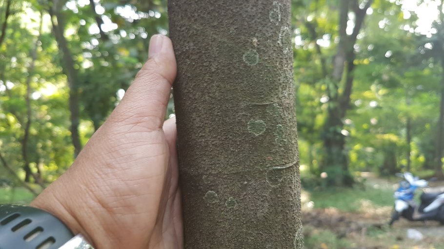 Бонни Роттен школьница