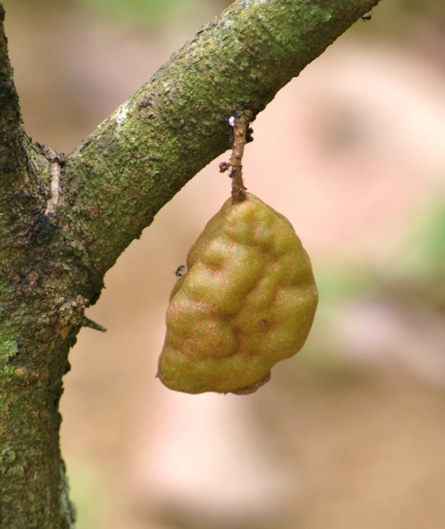 Крупка молочно-белая