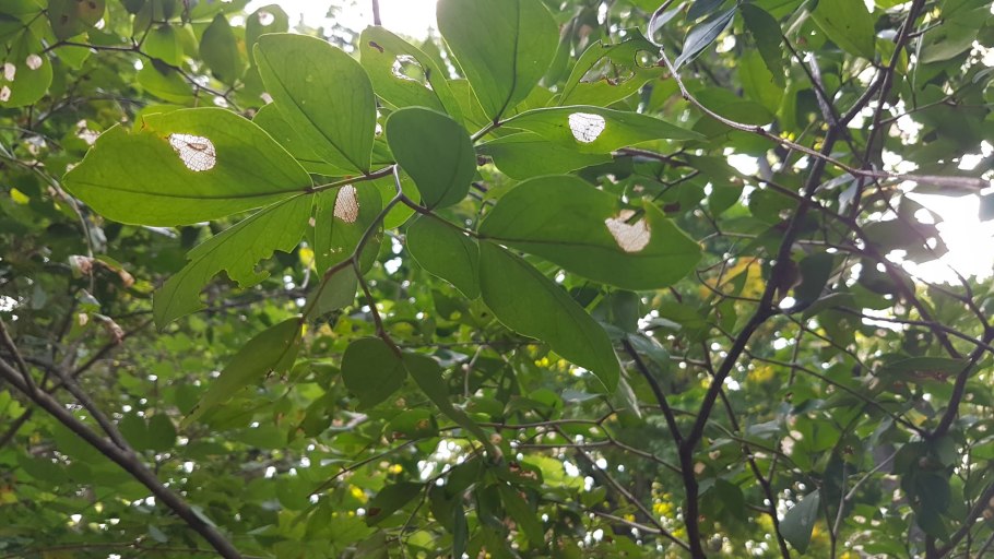 Diospyros cauliflora
