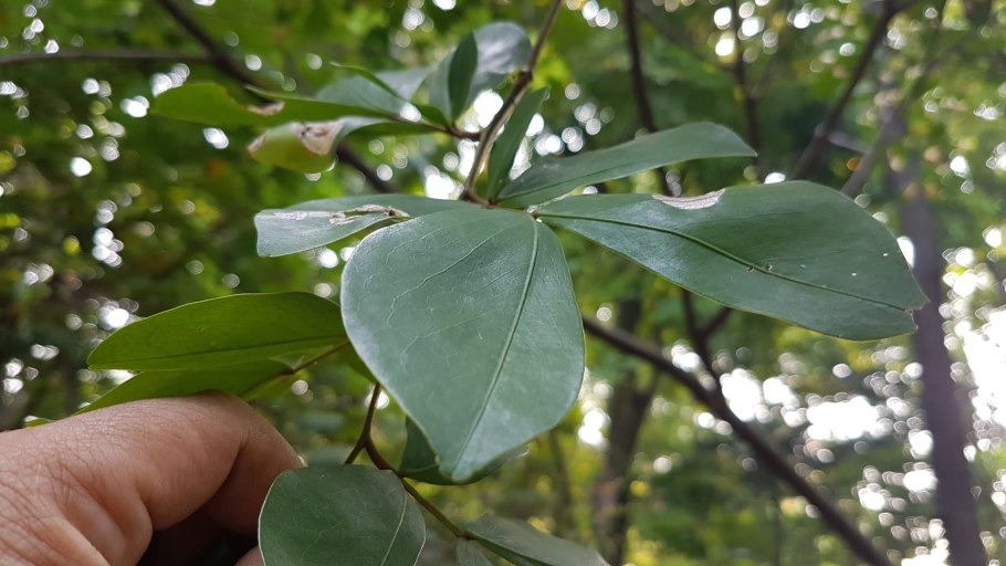 Cynometra cauliflora