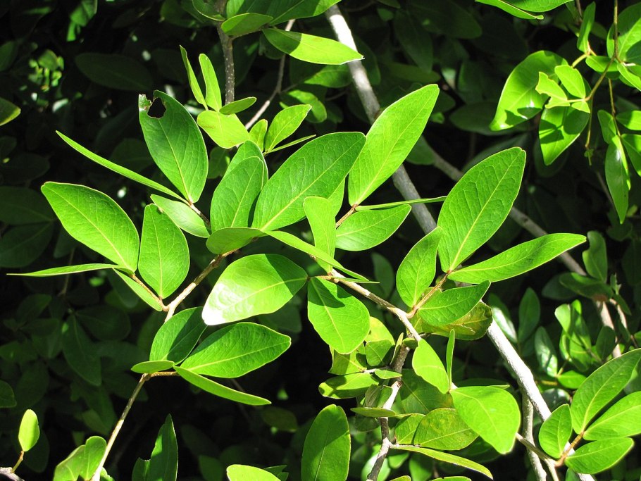 Cynometra ramiflora,