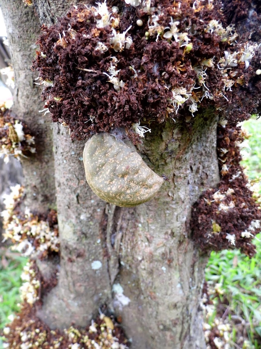 Maniltoa grandiflora растение