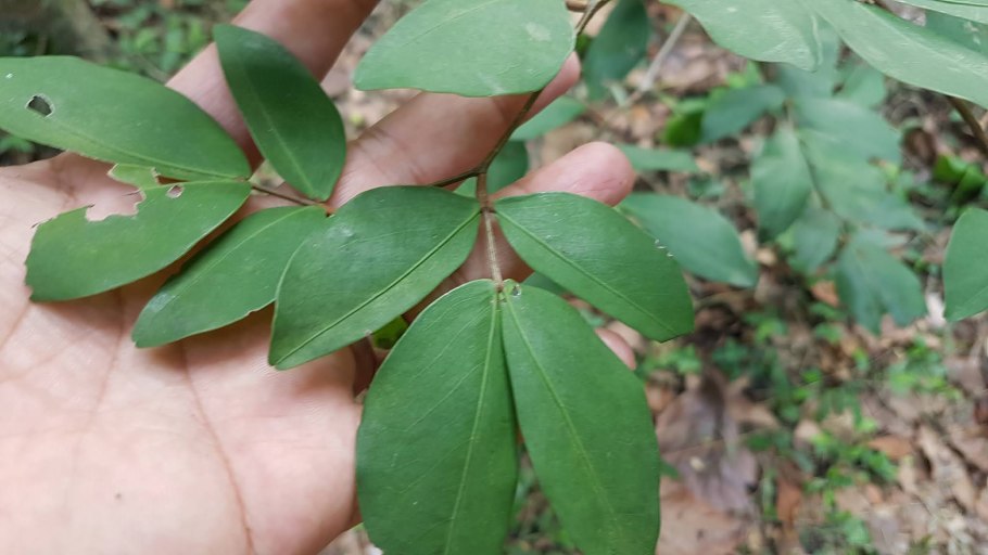 Цинометра растение