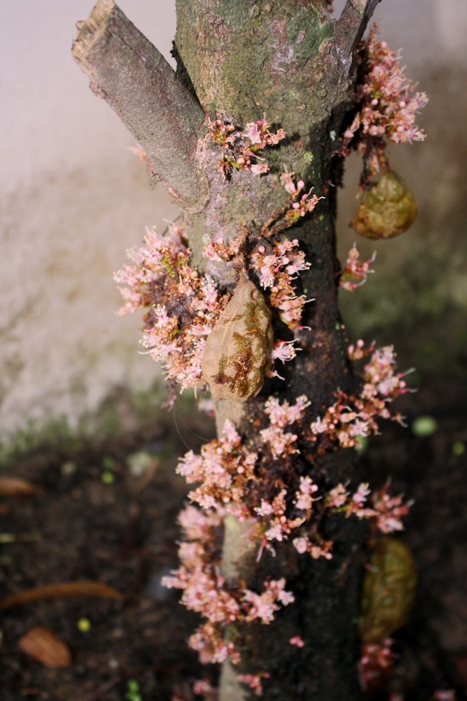 Цинометра растение