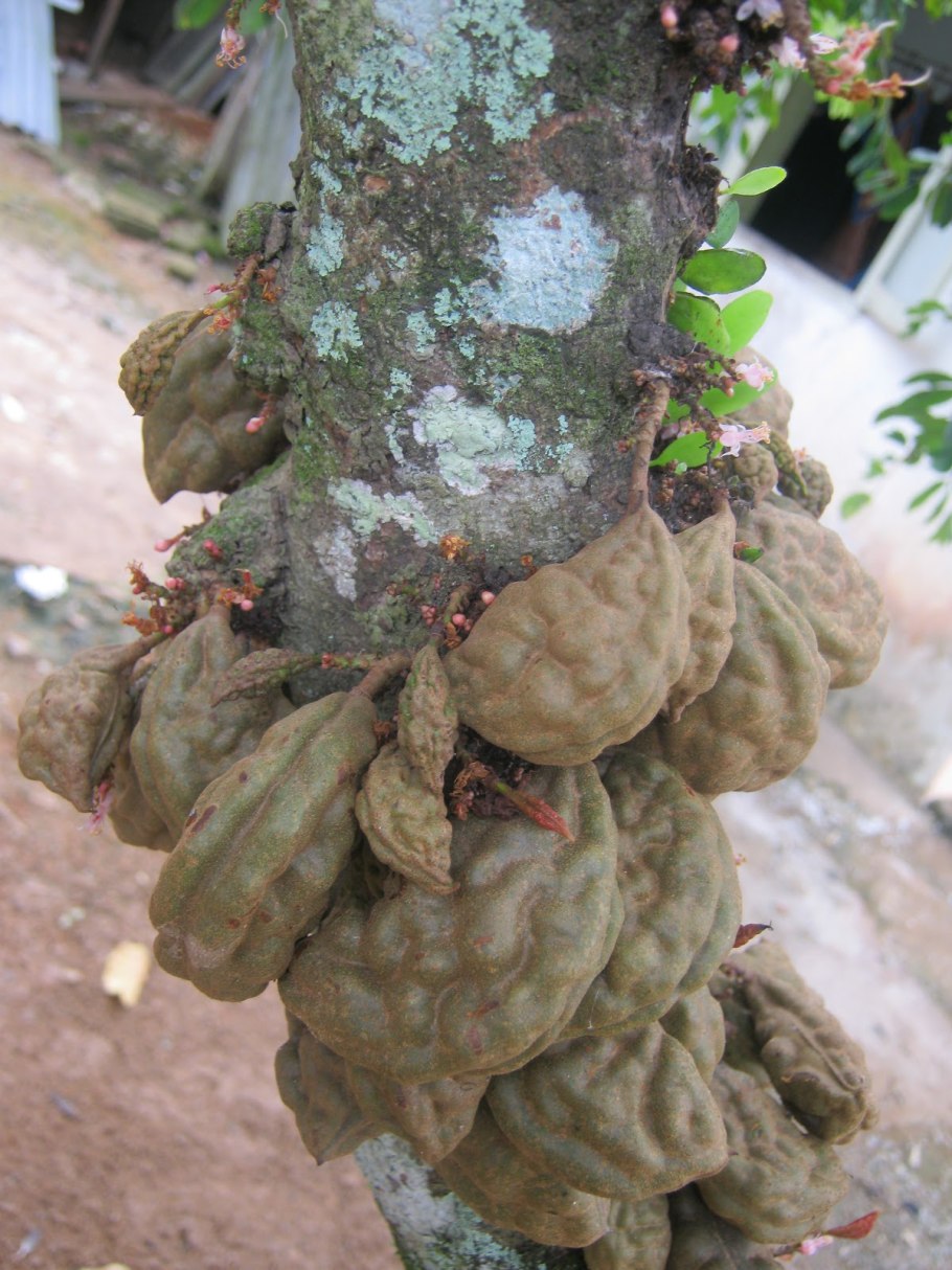 Светло зеленый цвет