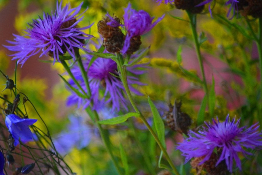 Василек Сумский