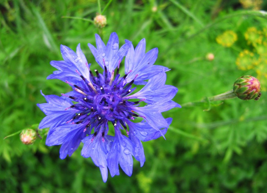 Цветок Василек Боровой