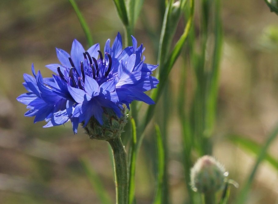 АСТРОЦВЕТНЫЕ Василёк двудольные Астровые Василёк Луговой цветковые