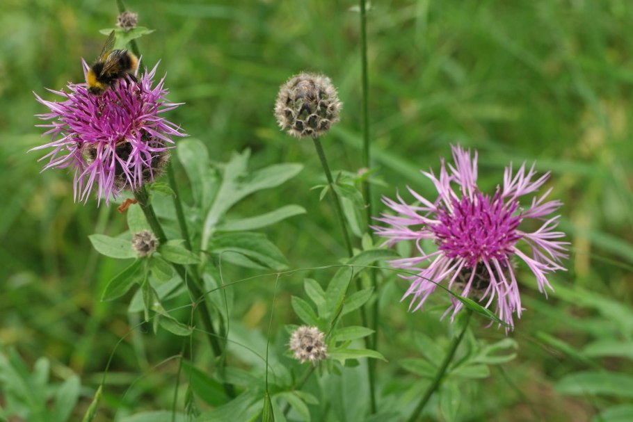 Василёк Гербера