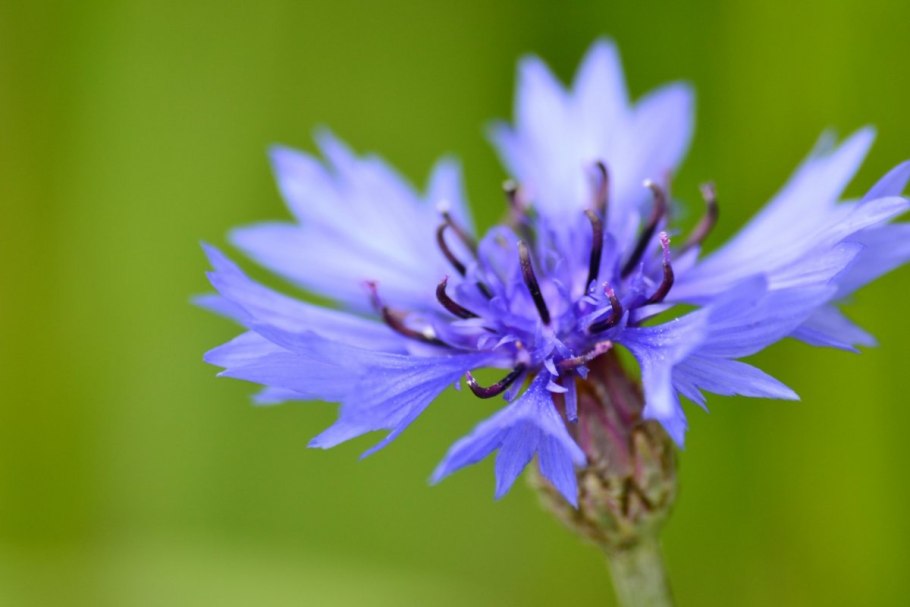 Василёк шероховатый Centaurea Scabiosa