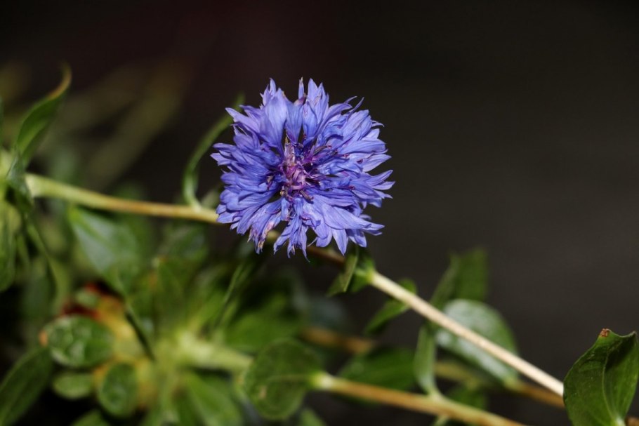 Василек крупноголовый синий