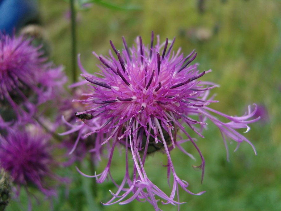 Василёк Талиева