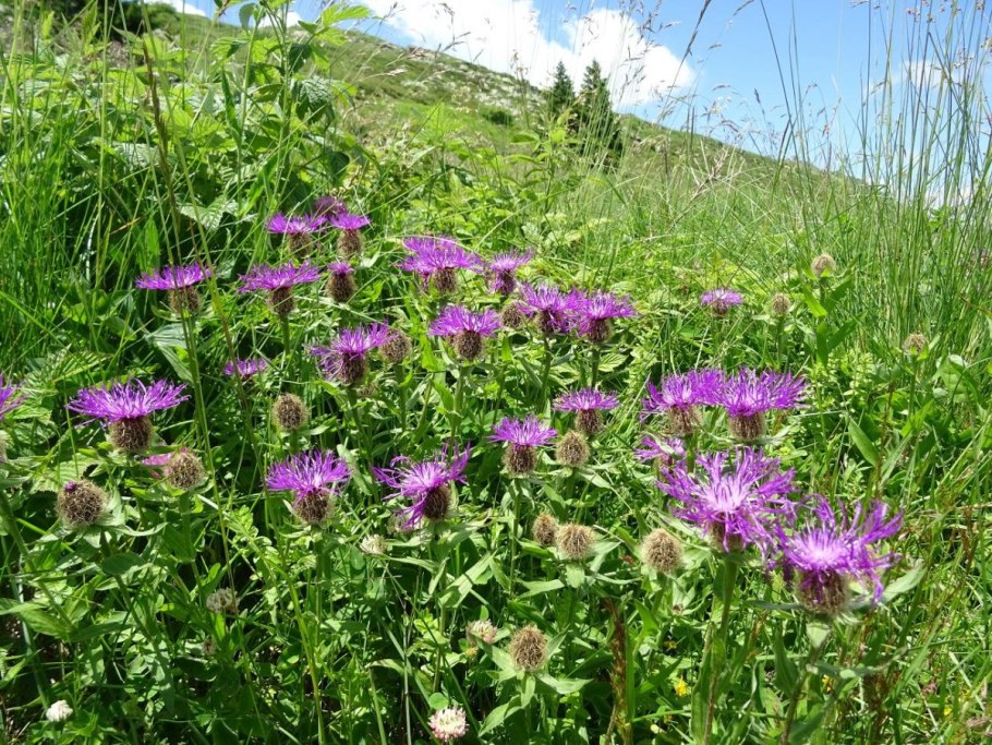 Василек Лагуна