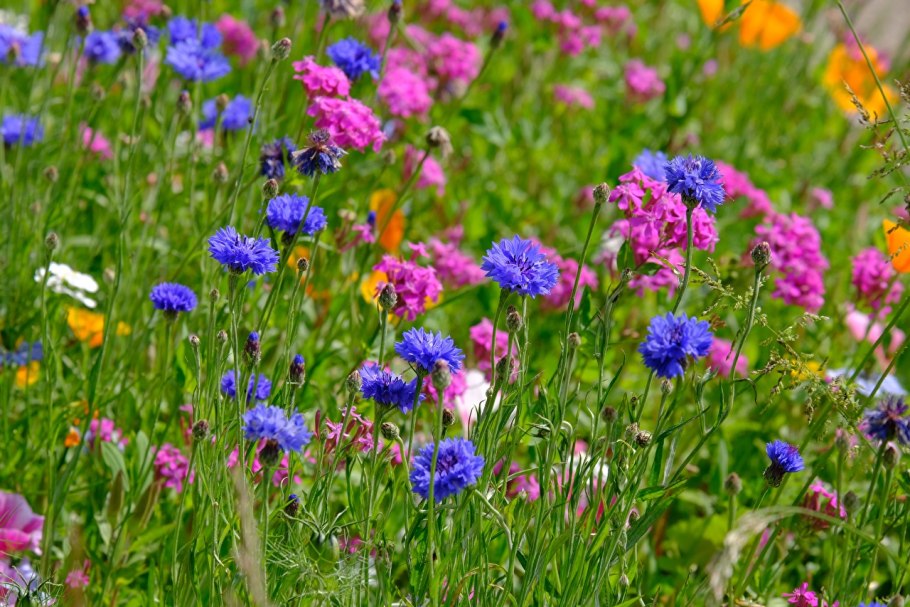 Василек Блу медальон