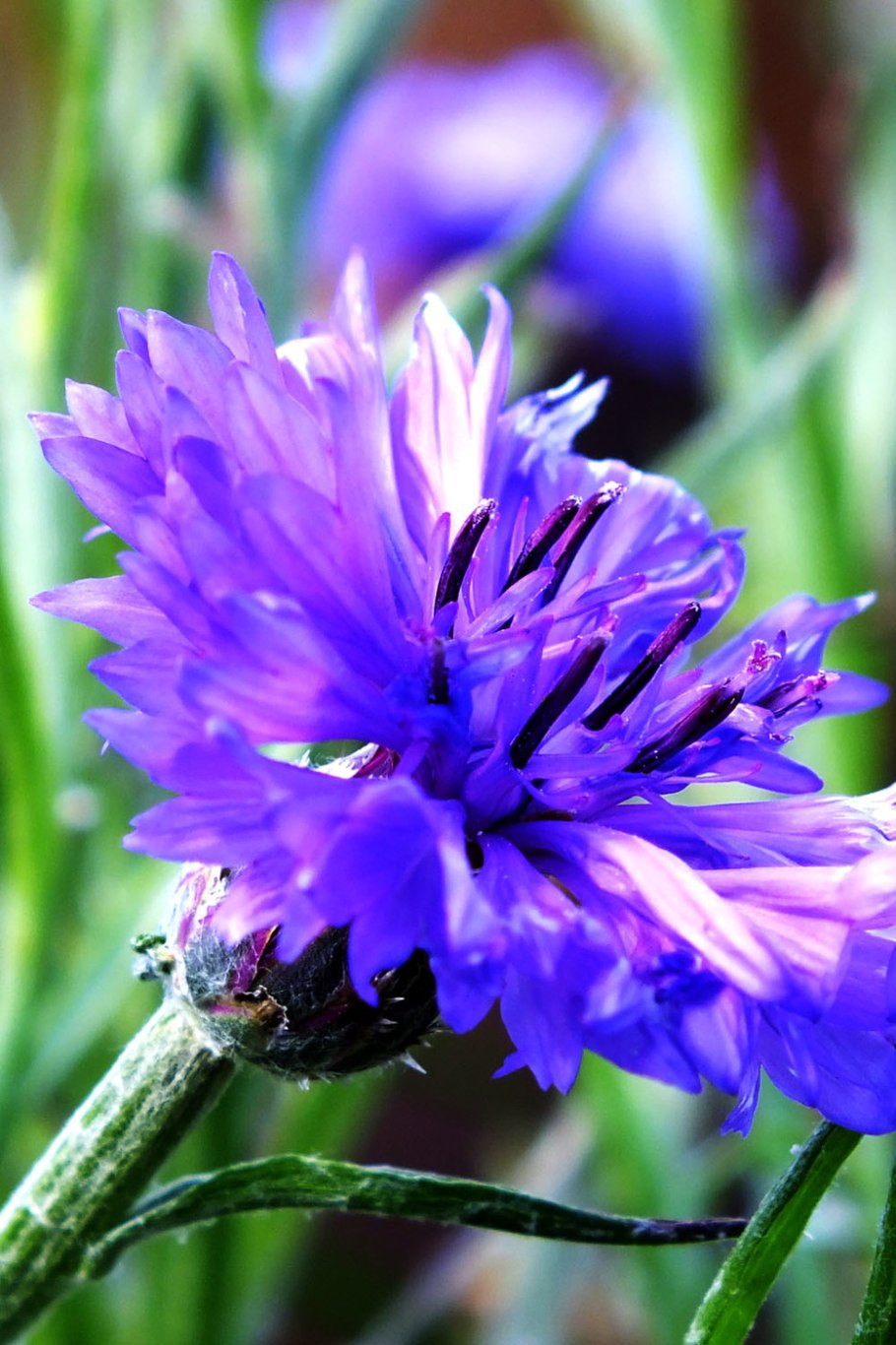 Василёк Придунайский