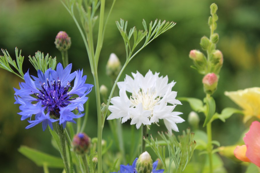 Серпуха пятилистная