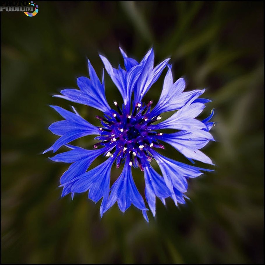 Василек трехжилковый (Centaurea trinervia)