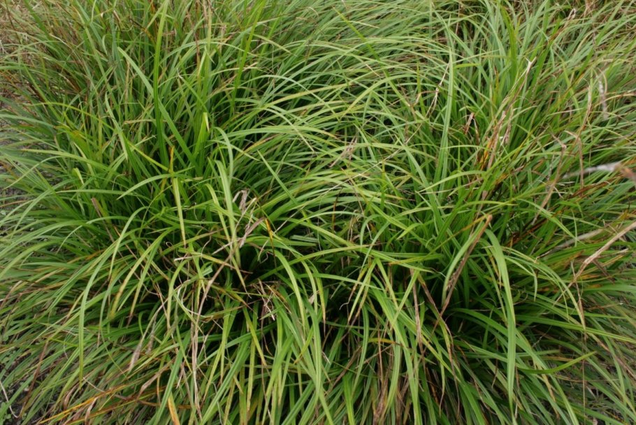 Осока Carex howardii Phoenix Green