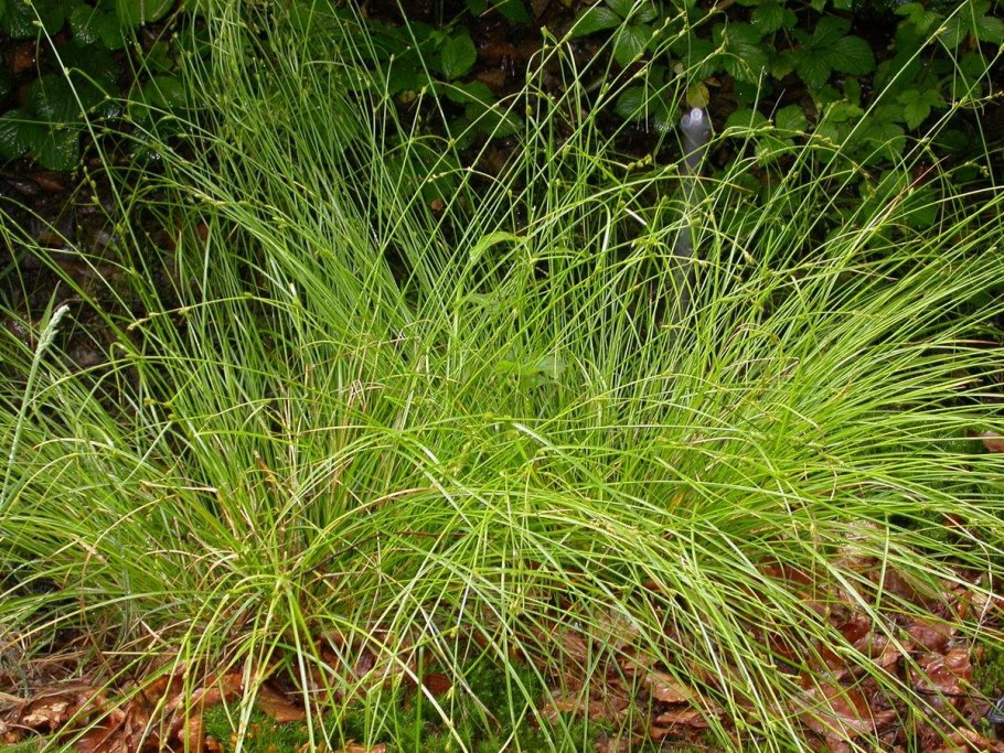 Осока Арнелла (Carex arnellii)