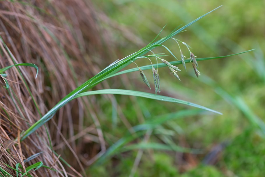 Carex caespitosa