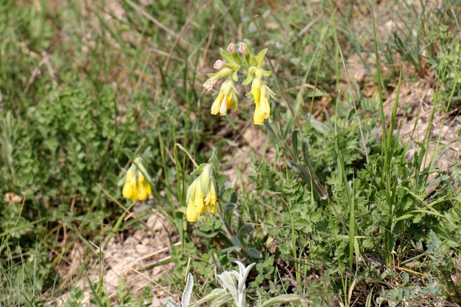 Оносма Донская