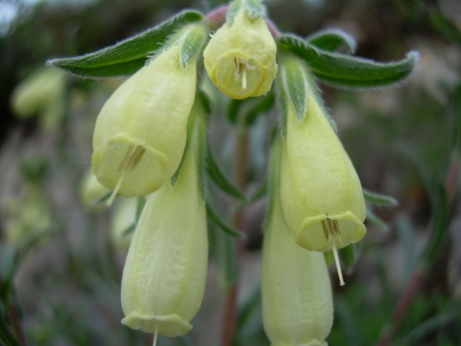 Оносма Губерлинская