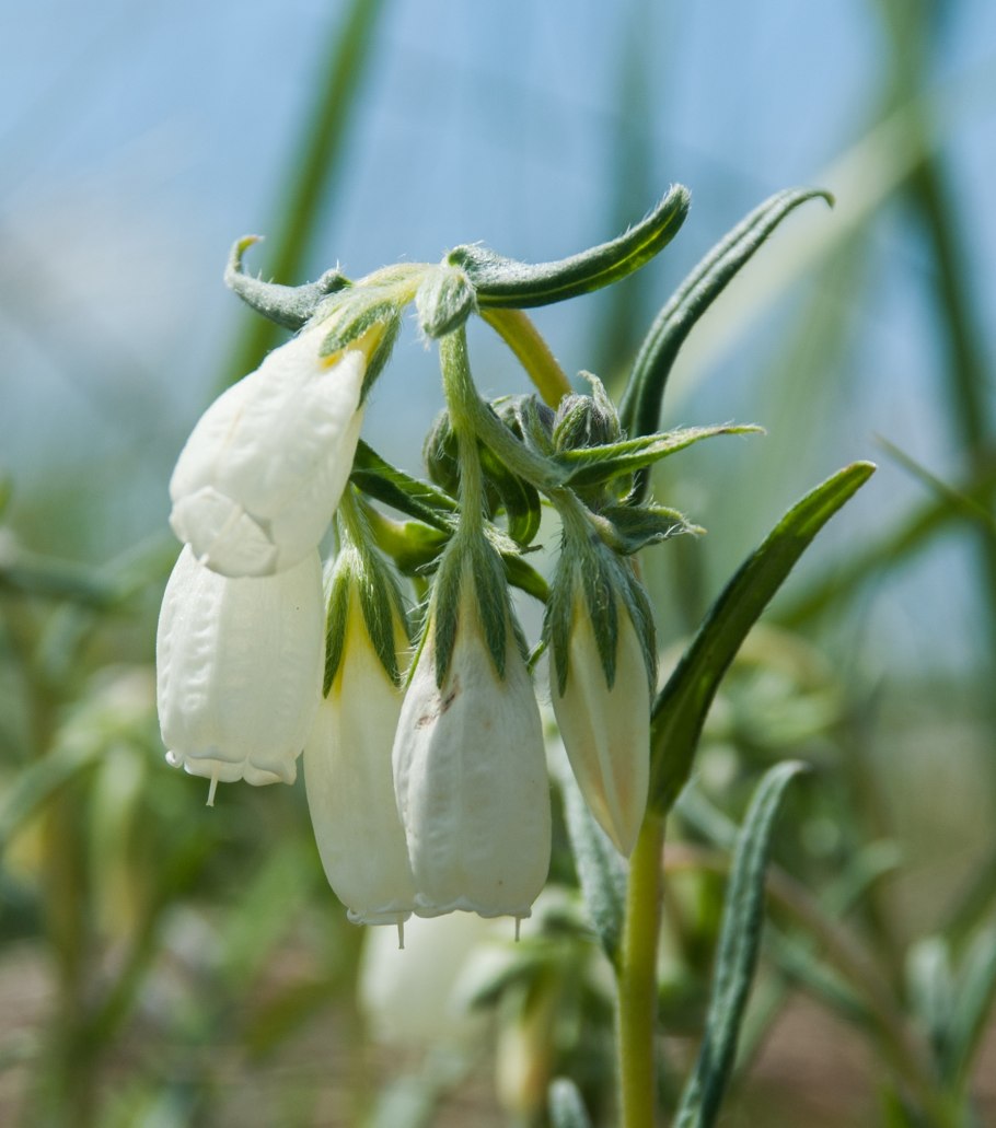 Оносма Гмелина