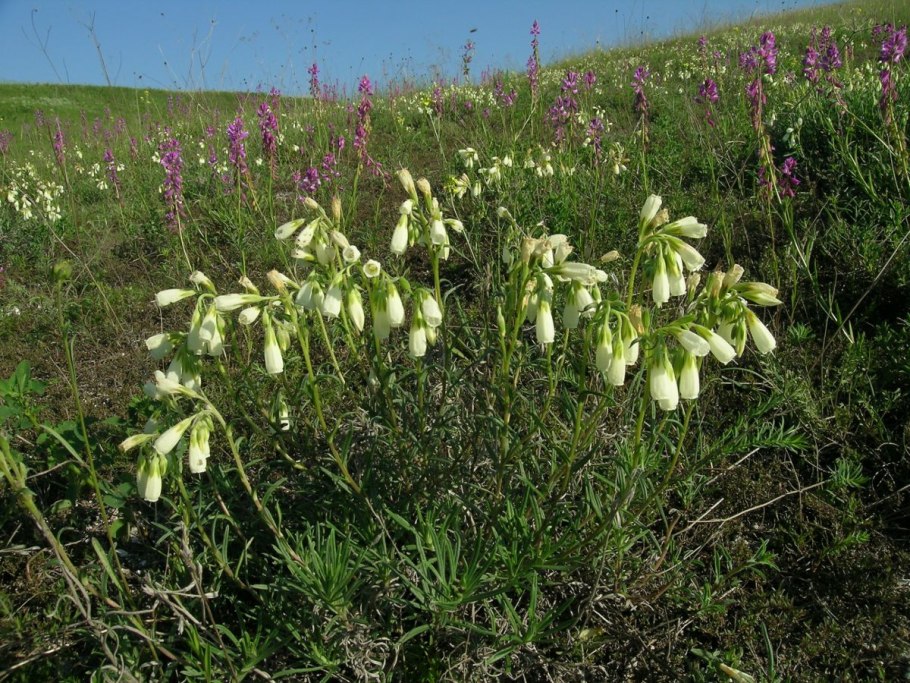 Оносма Крымская