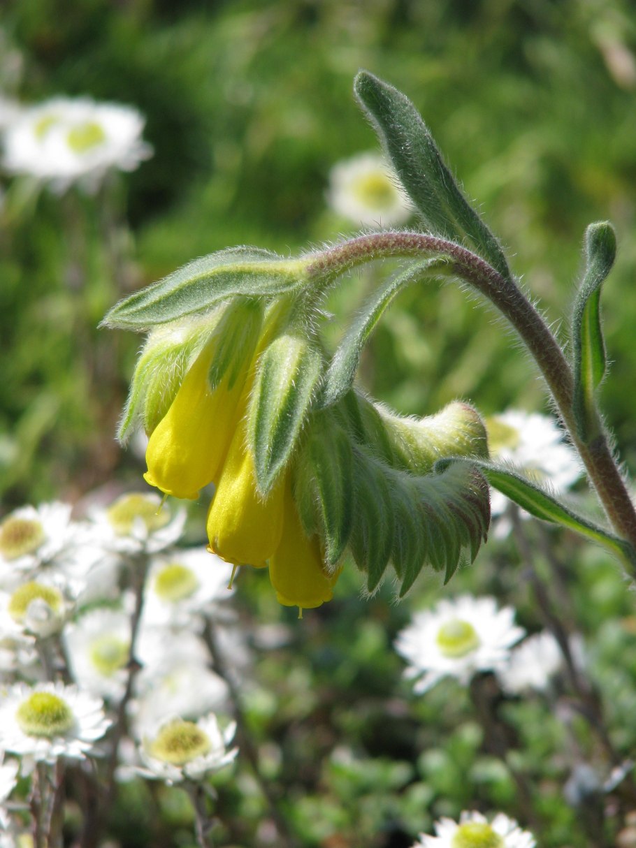Оносма синяковидная