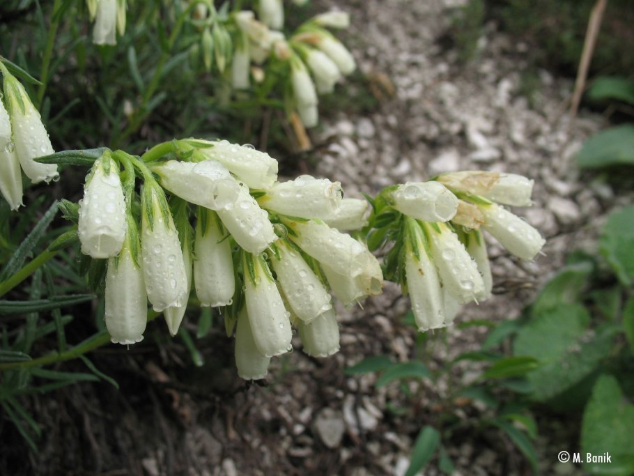 Оносма простейшая