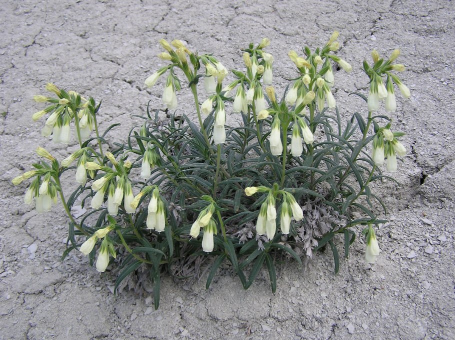 Оносма Волжская