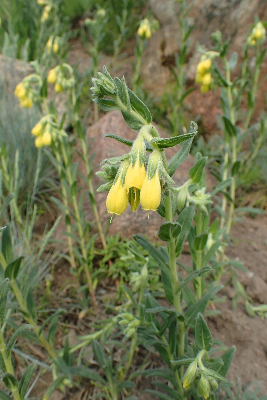 Оносма многолистная трава