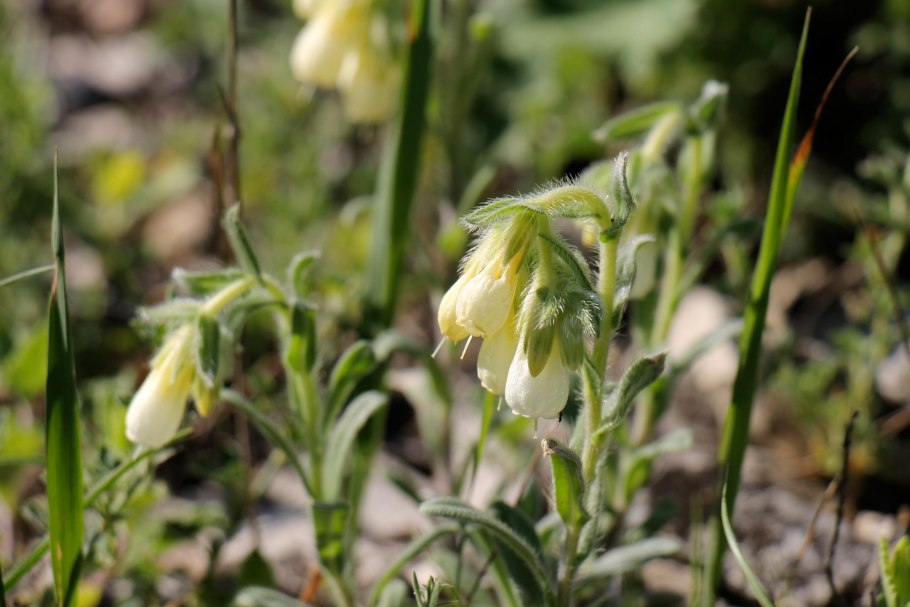 Оносма многолистная
