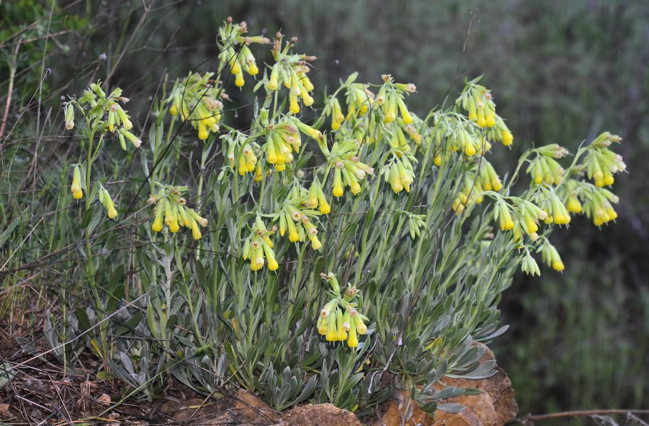 Оносма Гмелина