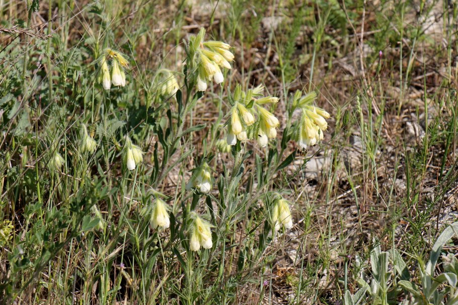 Оносма прицветниковая