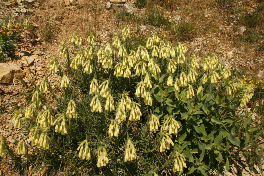 Оносма Гмелина