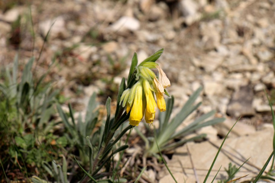 As sabab капсулы оносма