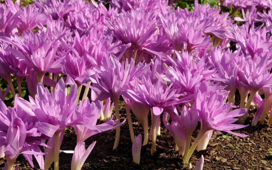 Безвременник Джайант