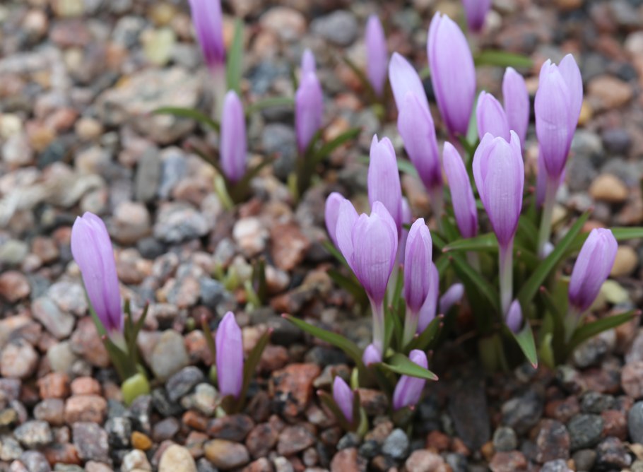 Безвременник анкарский