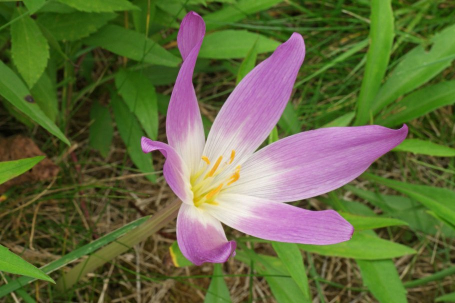 Безвременник желтый (Colchicum luteum)