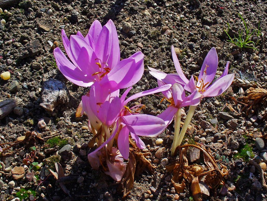 Безвременник яркий Colchicum laetum