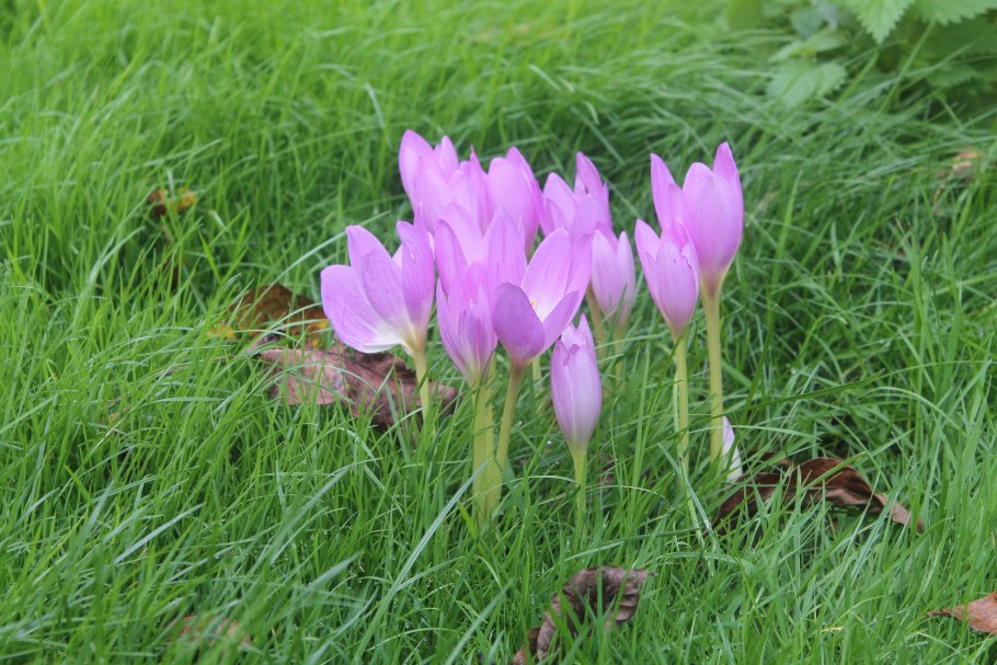 Безымянник цветок